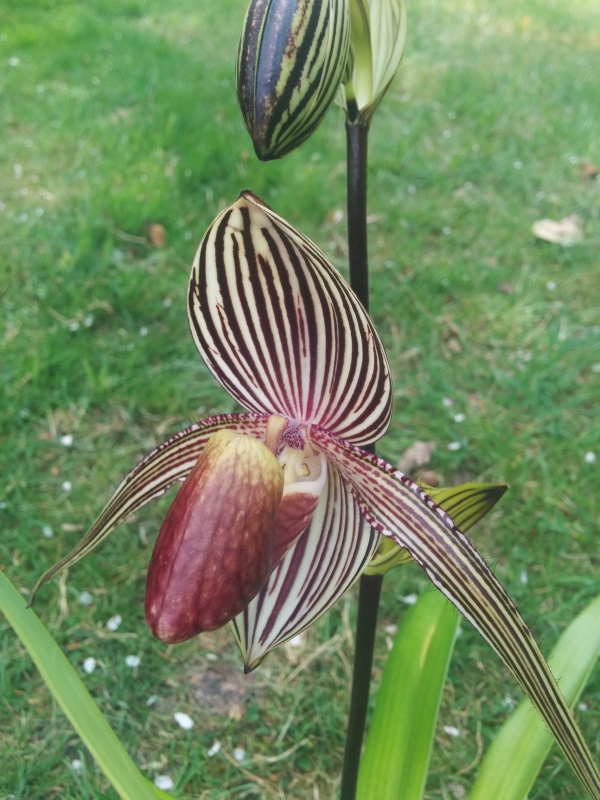 Paphiopedilum rothschildianum - Page 3 632951IMG0232