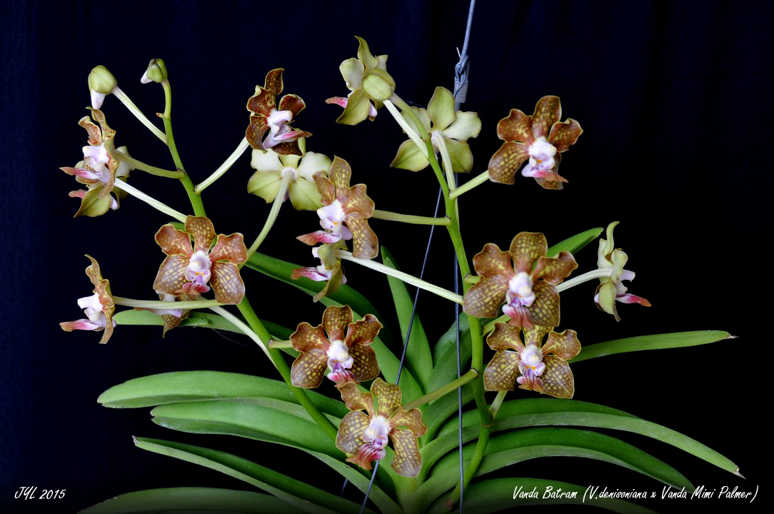 Vanda Batram (denisoniana x Mimi Palmer) 634255VandaBatram