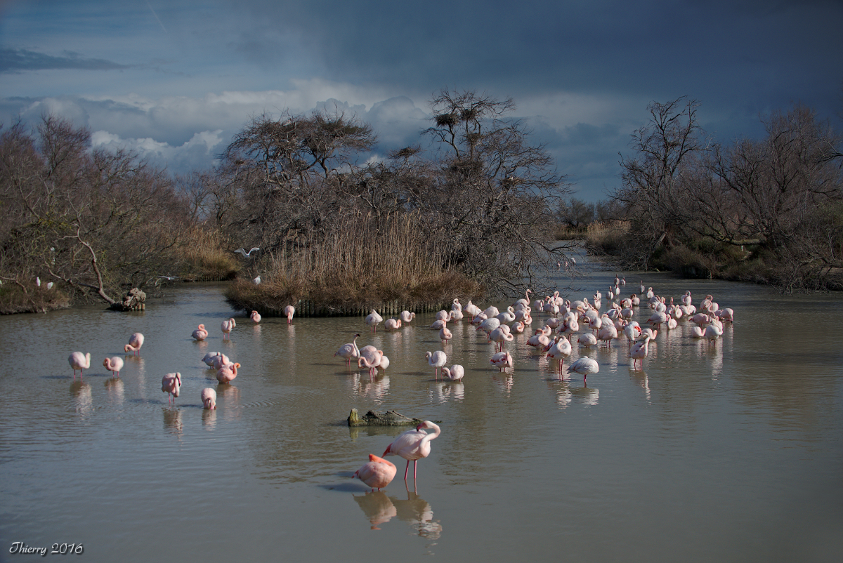 [tiotiti] Animaux de Camargue - Page 10 634300DSC2498