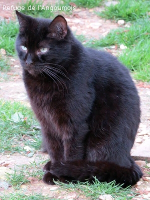 ESMERALDA 9 ANS JOLIE PANTHERE NOIRE PEUREUSE MAIS GENTILLE REFUGE DE L'ANGOUMOIS 16 634371esmeralda724