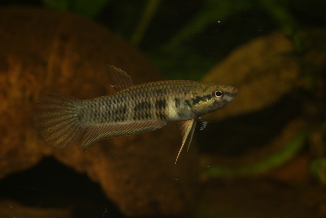 Betta krataios 634616DSC02139