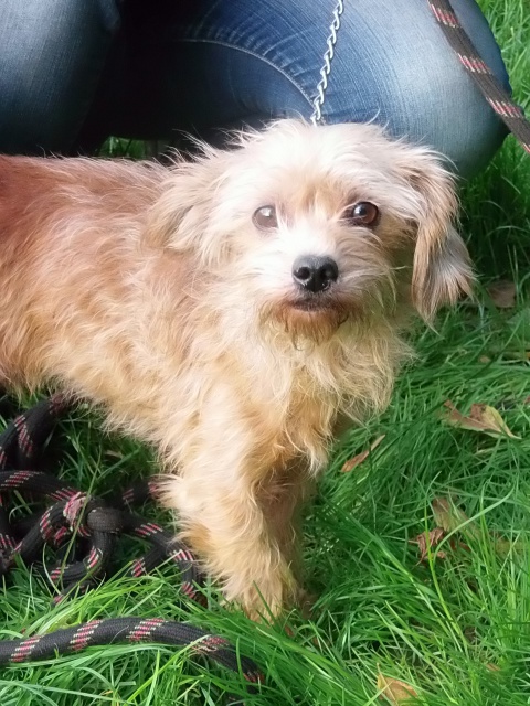 BAYOU GRIFFON FAUVE 3 ANS REFUGE DE BETHUNE 62 635901500