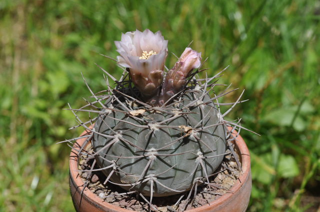 GYMNOCALYCIUM !!! - Page 5 636548castellanosiivbozsingianump205120629002