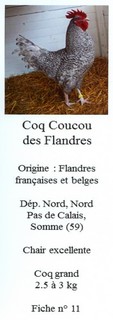 Les doubles de Savoyman - Page 18 63684011CoucoudesFlandres