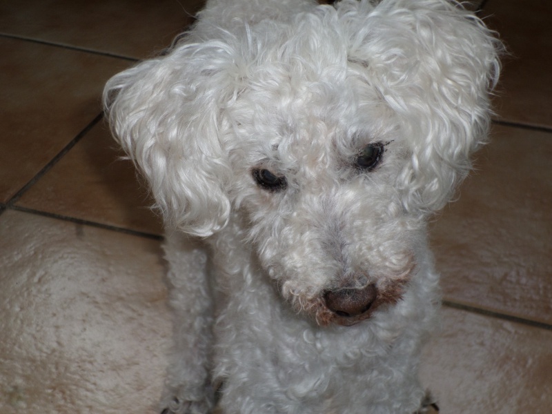 SKIPY CANICHE BLANC MALE 11 ANS - ADOPTE  - Page 4 637390SAM2281