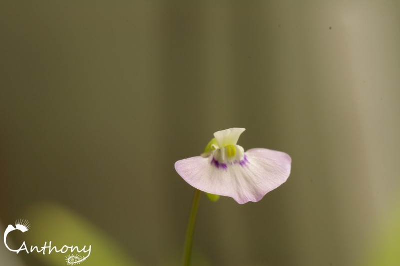 Les fleurs d'Utricularia 637528IGP4812