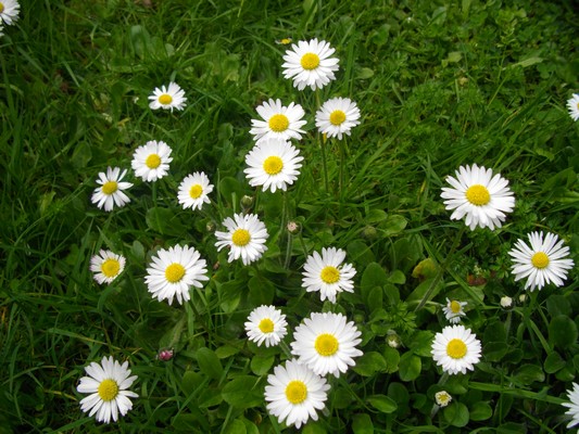 Virgule... 638078daisies