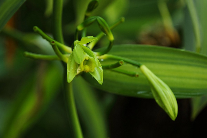 Quel est votre Plante, Arbre, fleur préféré que vous possédez ou non? Si vous n'en aviez qu'une à garder, Laquel/lequel garderiez-vous? 638348img1608812536101283