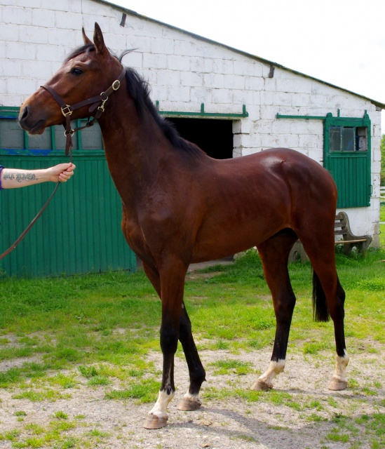 [PLACE LAURA] ELENDIL Cheval à coup de coeur ou rien  638827elendil4