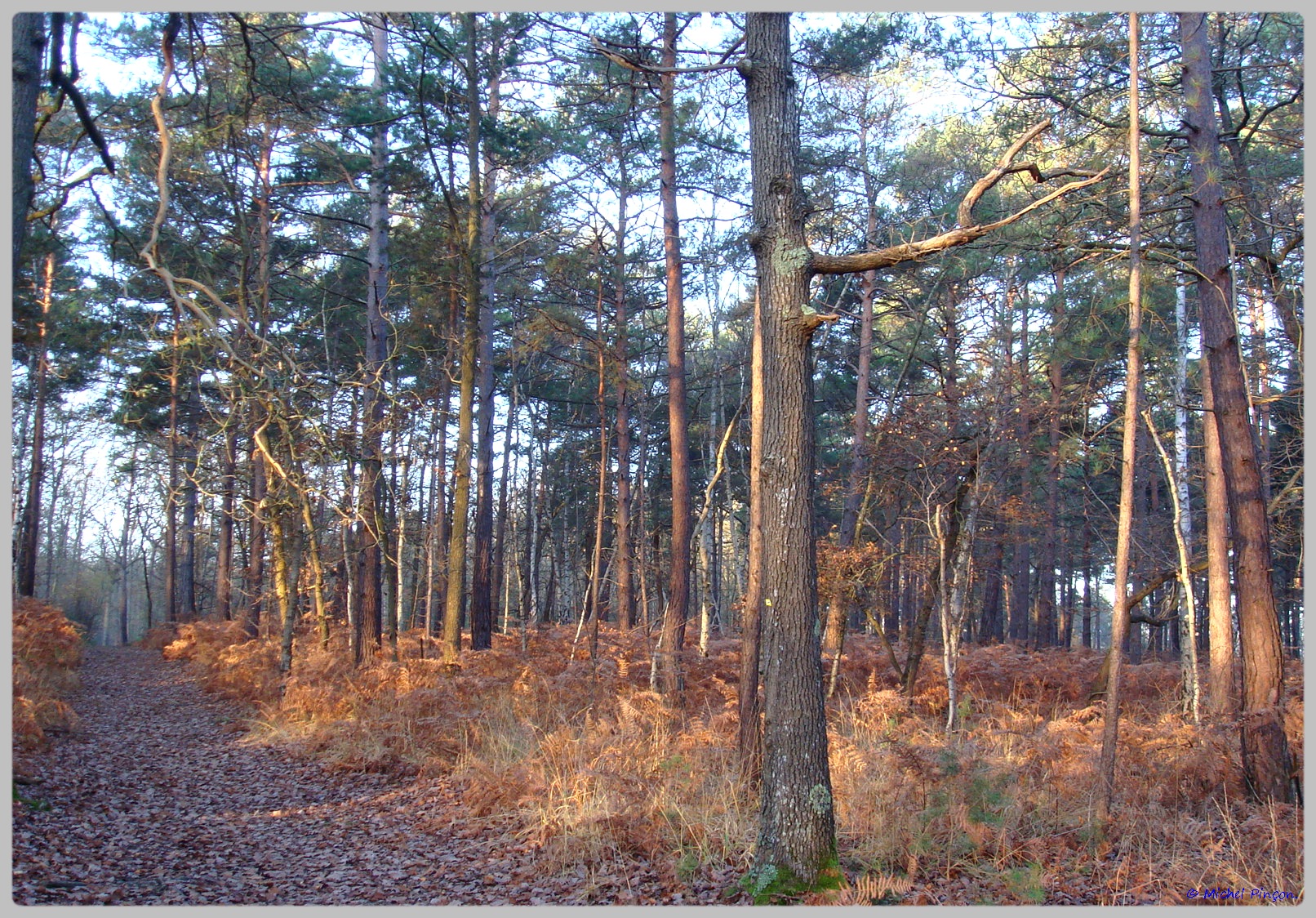 [fil ouvert] la forêt dans tous ses états - Page 10 638909DSC011617