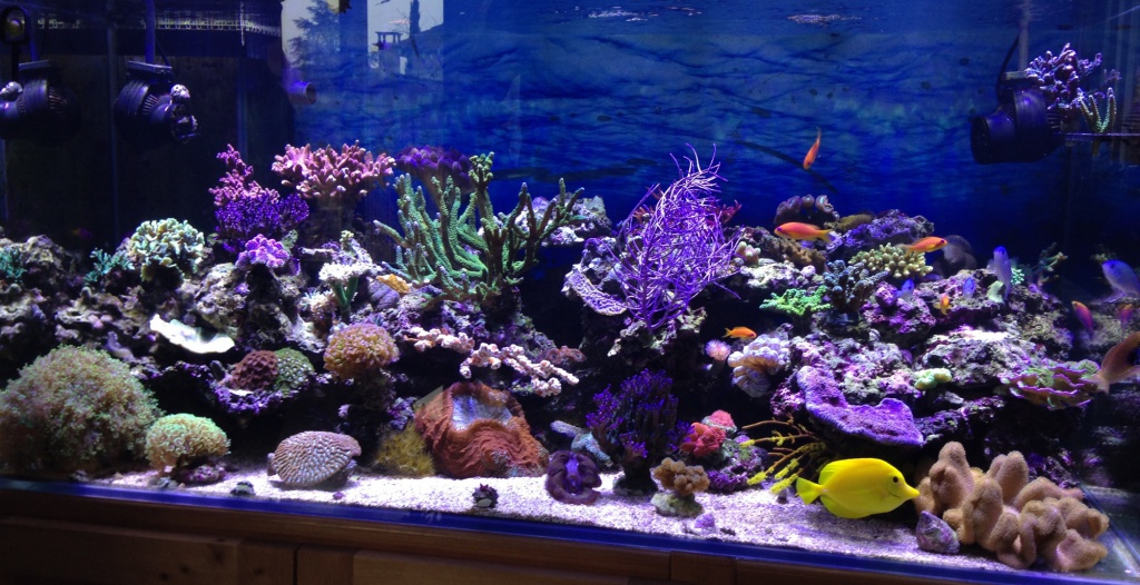 Les plus beau aquariums du forum 639345photo