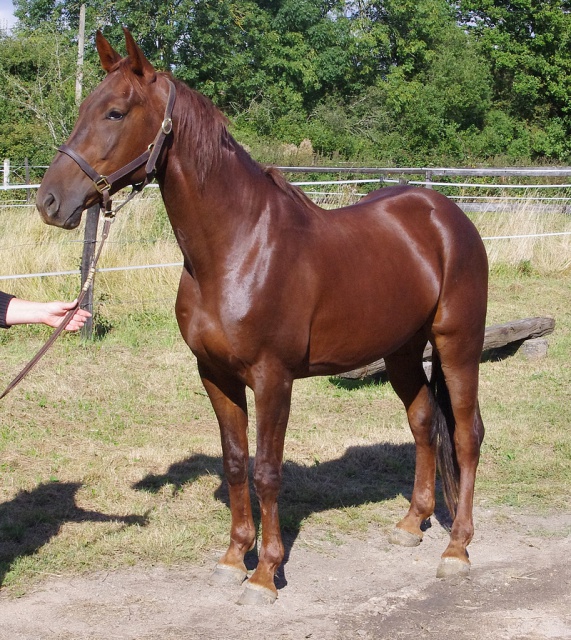 [PLACE NAT] ANDY Marron glacé recherche Lucky Luke ... 639407andy5