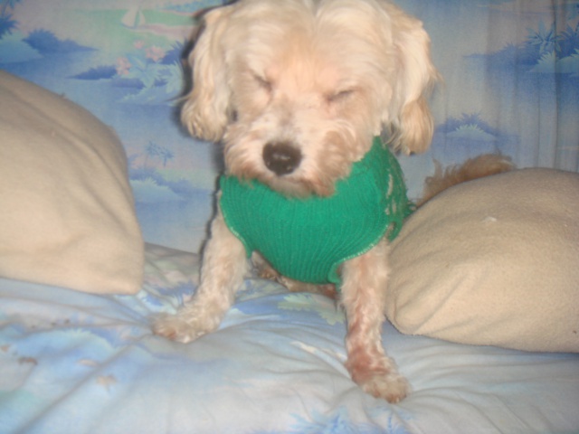 MILAINE F BICHON  12 ANS SPA GIEN (45) ADOPTEE PAR DAYSIE  - Page 2 639677DSC06736