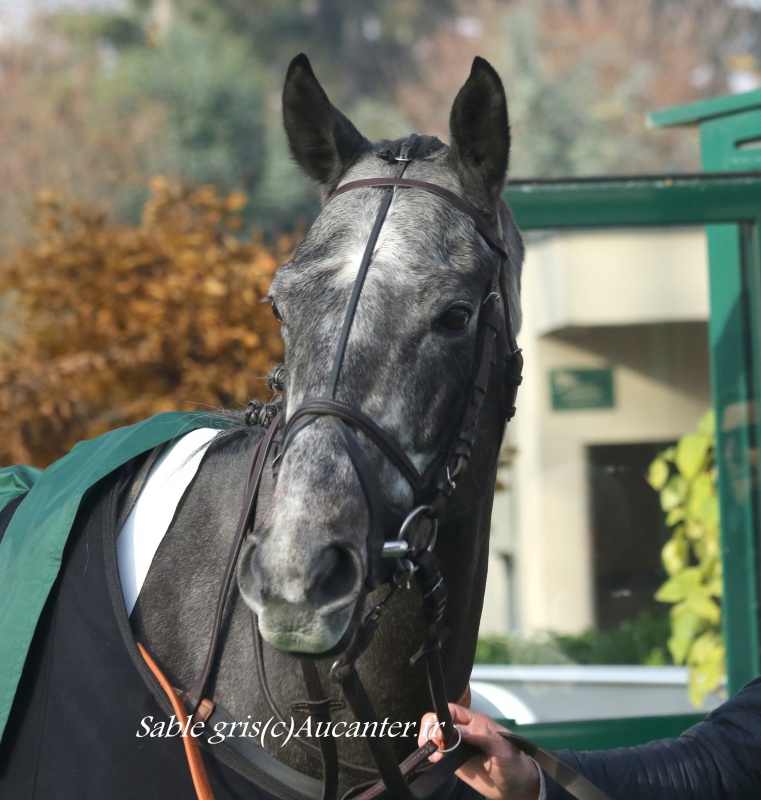 Photos Auteuil 27-11-2016 6400165J6A2467