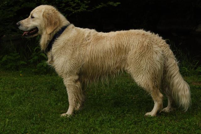 Le Golden retriever 642824DSC08375