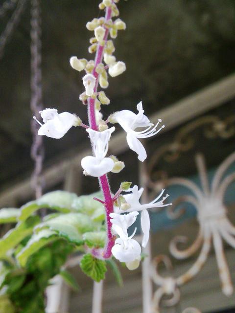 Floraisons de novembre 6441991.plectranthus_variegata