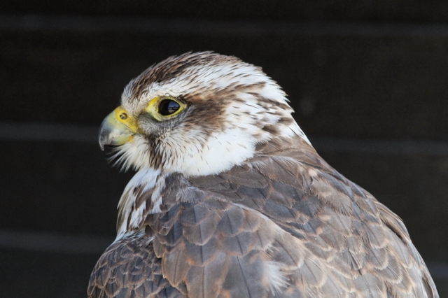 Les rapaces de Provins (77) 644745IMG_7123_DxO__640x480_