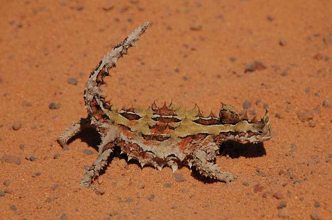 Animaux - Lézards - Caméléon panthère -Anguidae - L'orvet - 644801molochcc03144c699