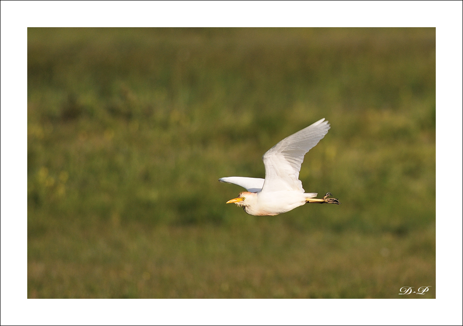  WK en Baie de Somme le 20, 21 et 22 Mai 2011 : Les photos 645837Herongardeboeuf