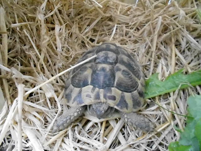 inquiet pour tortue hh 646502DSCN0216