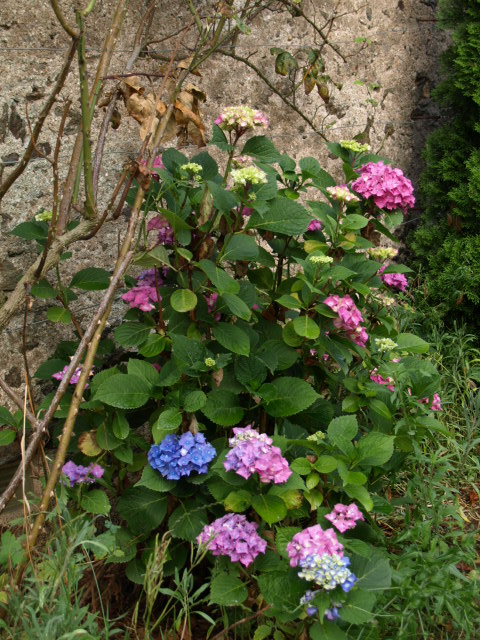 les hortensias . - Page 8 646608P7236122