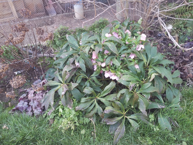 Helleborus niger ou Rose de noel ou Hellebore - Page 26 64967920160117161214