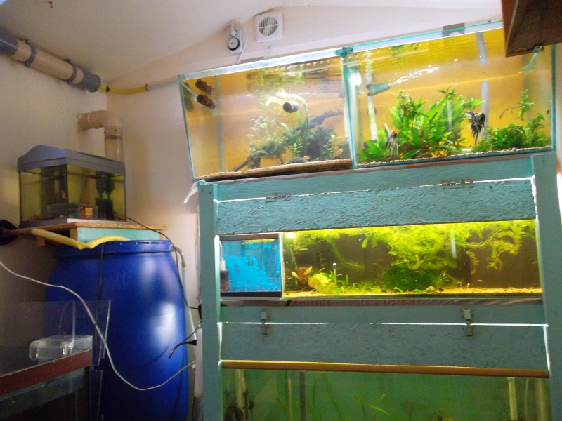 fishroom !!!! - Page 8 649757Photo602