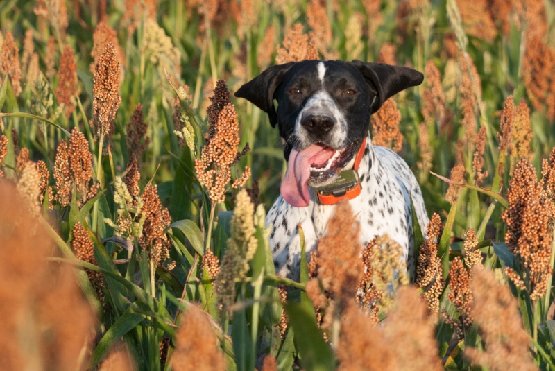 Essais de chasse photo et ma chienne 65102217092014DSC0021