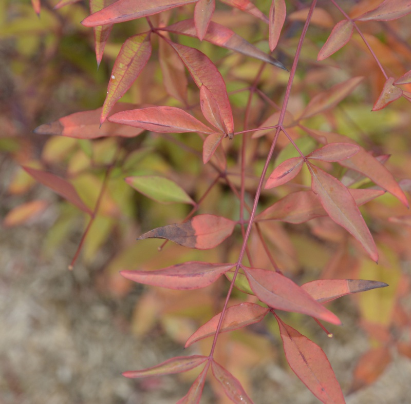 Nandina domestica - Page 5 651114DSC4865