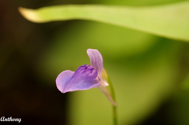 Les fleurs d'Utricularia 651533UtriculariaBabui5copy