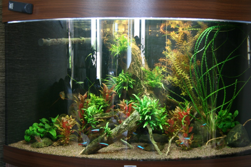 trigon 190 + cuve 120x30x40 aquascaping - Page 8 651649IMG2990