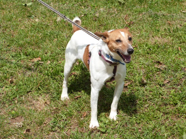 PILOU -  jack russel 8 ans - Spa de Poitiers (86) - peut être parrainé ! 651753129rPilou4