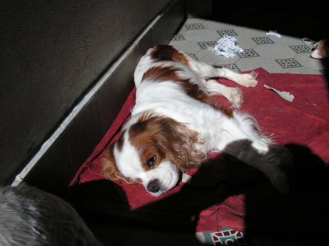 CHARLY EX HARLEY CAVALIER KING CHARLES M 9 ANS  CANI SENIORS 652301mickey004