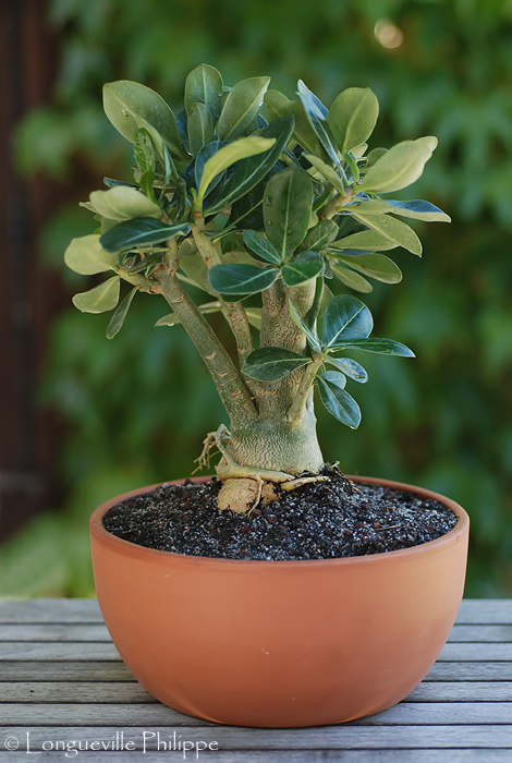 ADENIUM OBESUM SSP. OBESUM 652741AO1