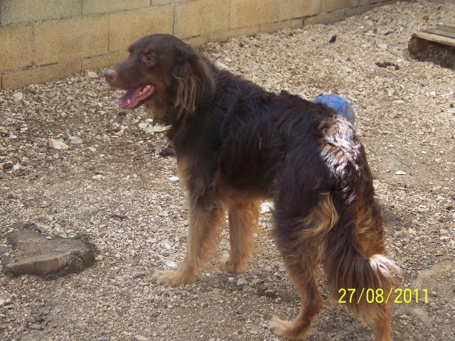 GIBSON/Gybson - x setter/berger 15 ans  (10 ans de refge) - Refuge Au Bonheur des 4 Pattes à Nimes (30) 654618aout2011102