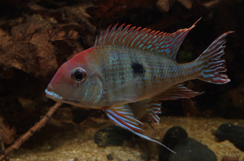 Geophagus sp. Read Head Tapajos 655221IMGP4021Copier