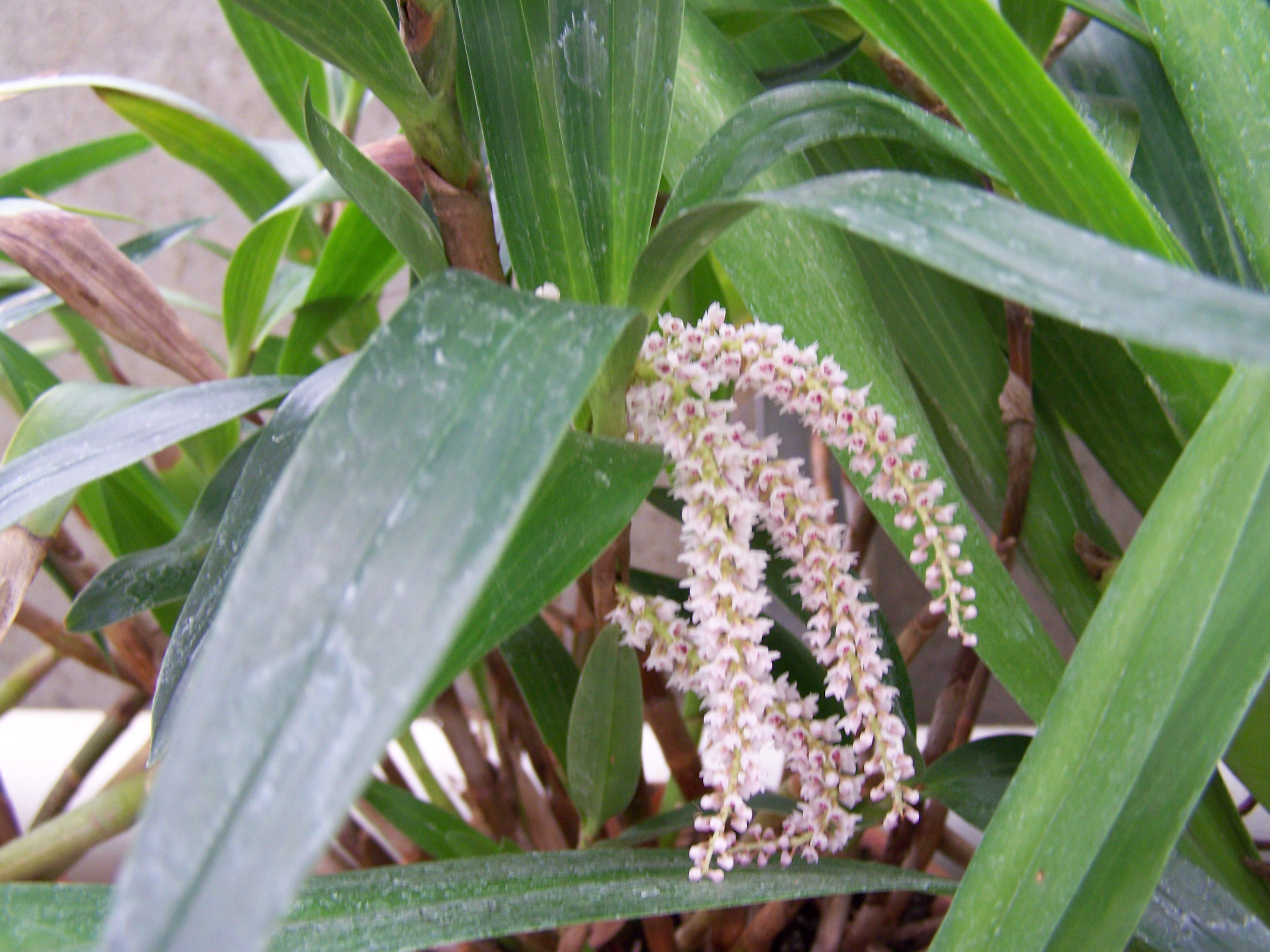 Quelques orchidées des  serres de Chévreloup  6564221006051