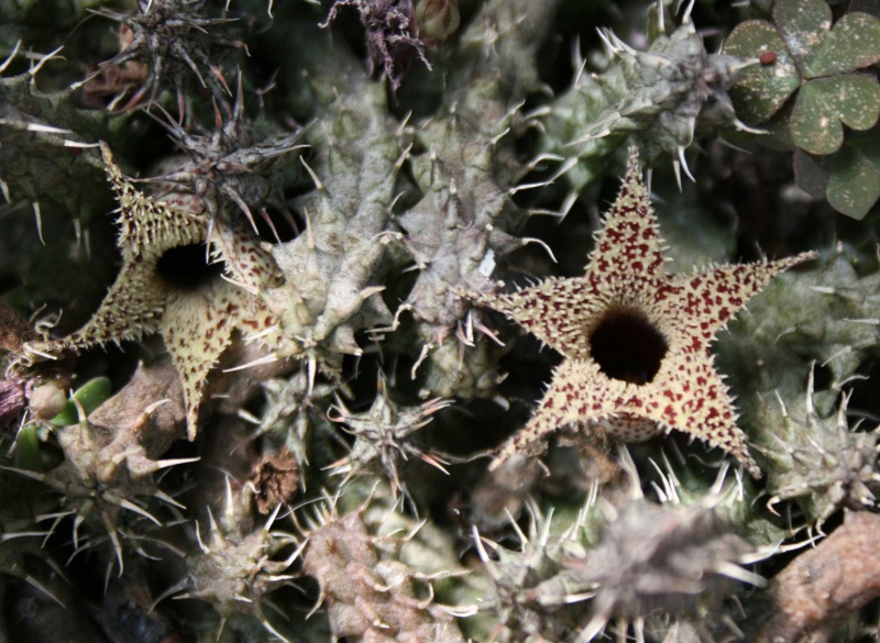 Stapelianthus decaryi 656952stapelianthusdecaryi