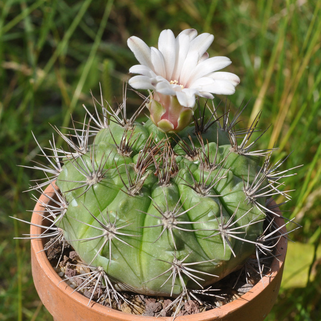 GYMNOCALYCIUM !!! - Page 5 657447mostii120703002