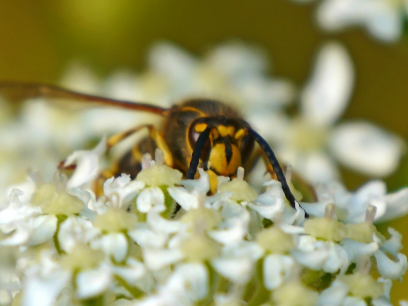 Monsieur Dolichovespula 658023P1620188