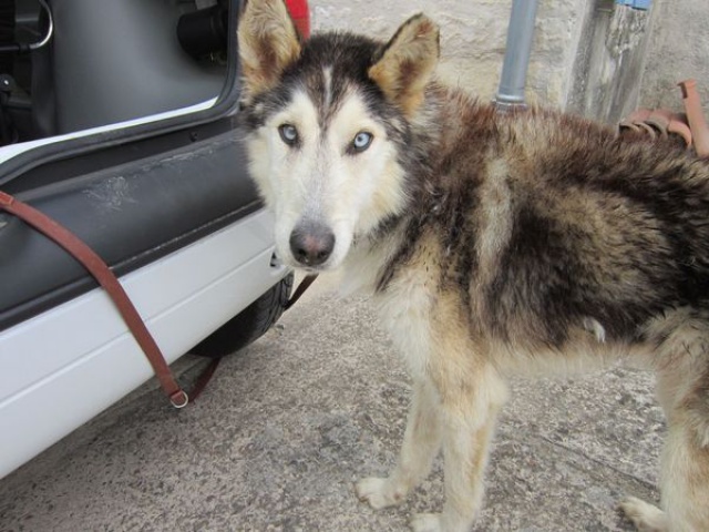 ALASKA (ex)LOUIS husky a l'attache depuis des années (m) 8 ans ref/79DECEDE     659389Maisjesuisgentil