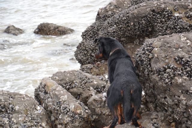 Volo (ex Nabo type beauceron mâle né en 2010) - Page 6 659509DSC0069