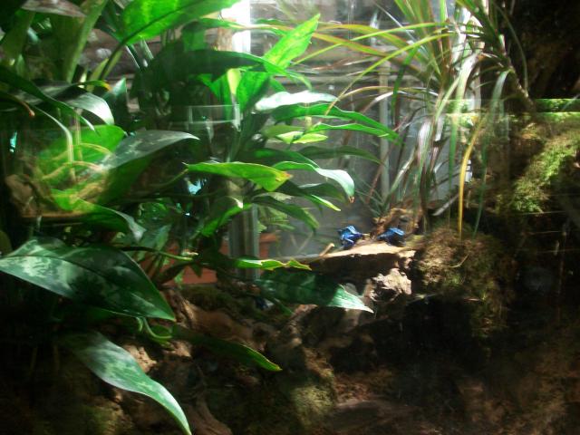 Vivarium de la ménagerie du Jardin des Plantes 6611501009764