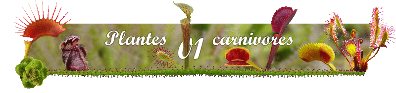 Plantes-carnivores01 - Portail 661437banniretestdfilement