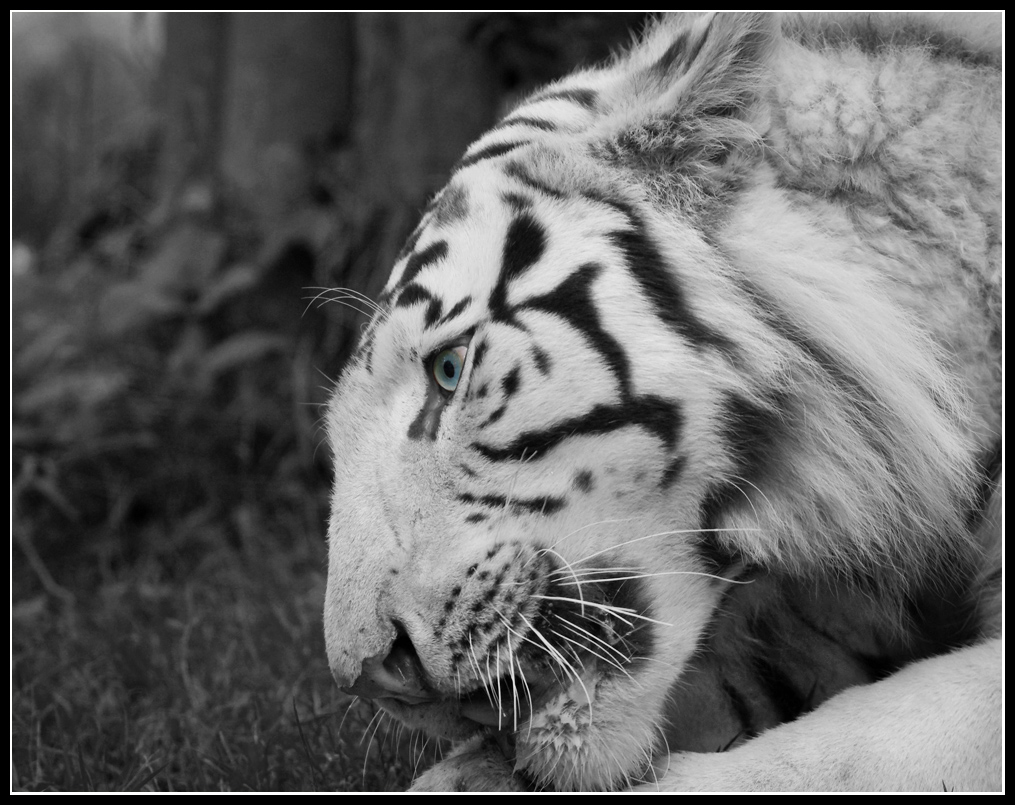 Zoo la Boissière du Doré (44) 661656IMGP9677