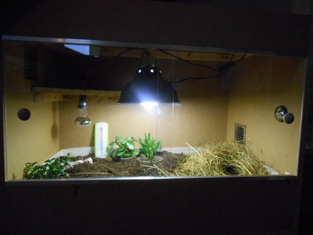 Nouveau sur le forum 662276Terrarium2