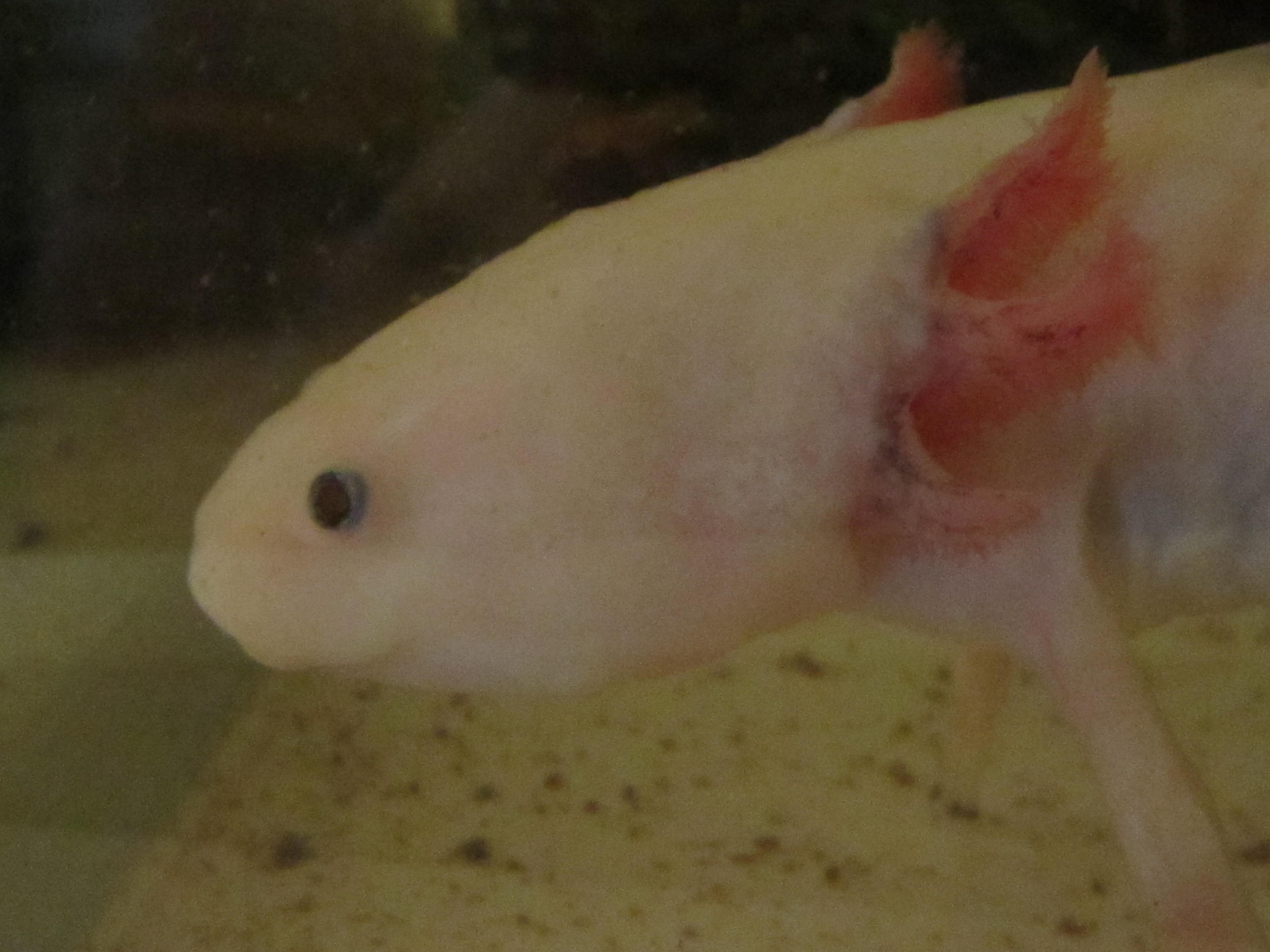 Sauvetage axolotl, mauvais état général, HELP 662412IMG2909