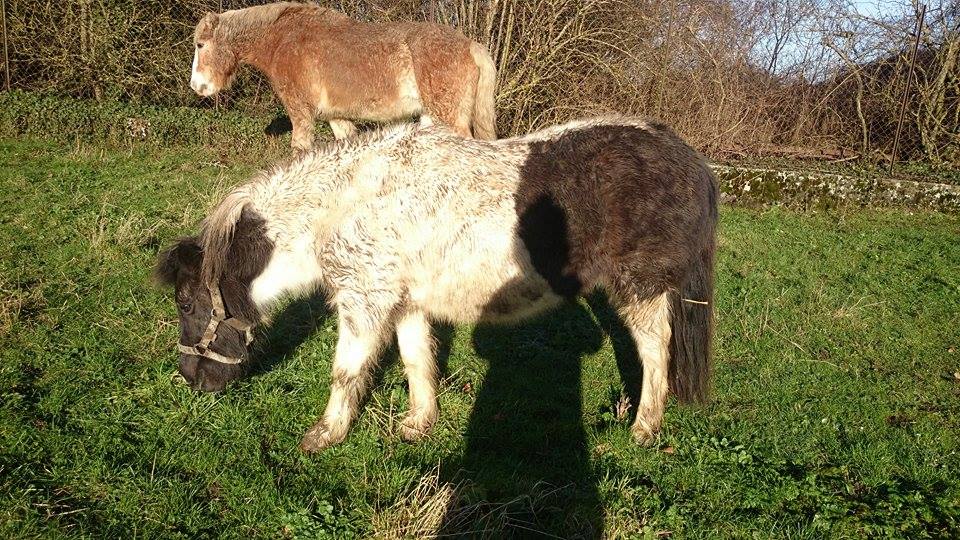 Poly adopté par  - Page 2 6625402311