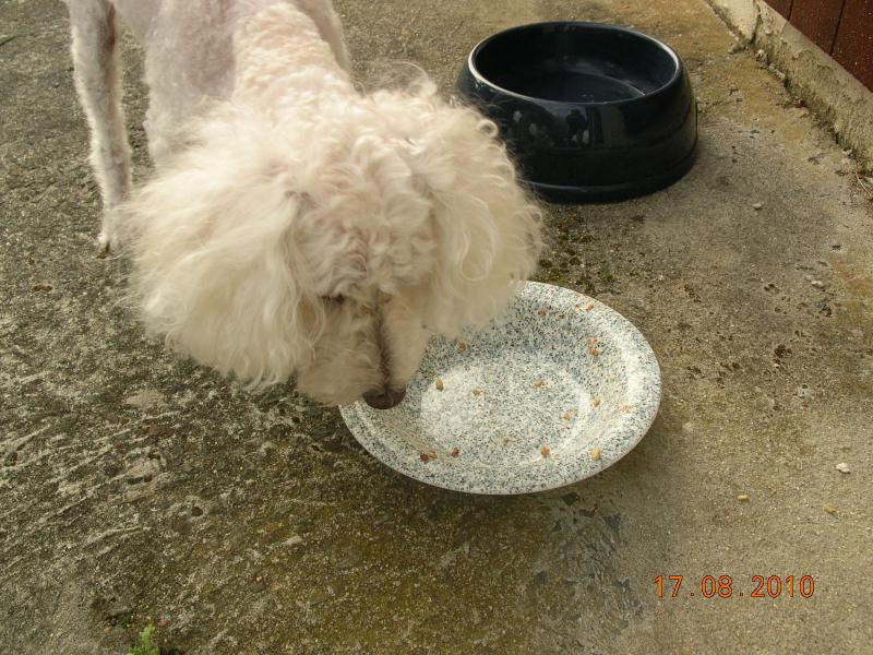 skipy - SKIPY CANICHE BLANC MALE 11 ANS - ADOPTE  663069DSCN7293