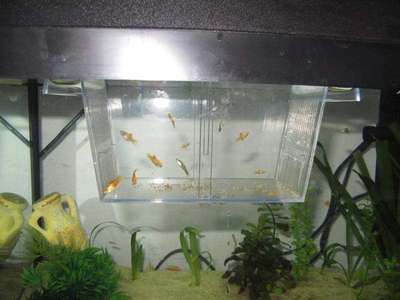 91 Donne platys et guppys. 664510IMG3180